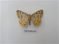 藏品(尺蛾123.a)的圖片